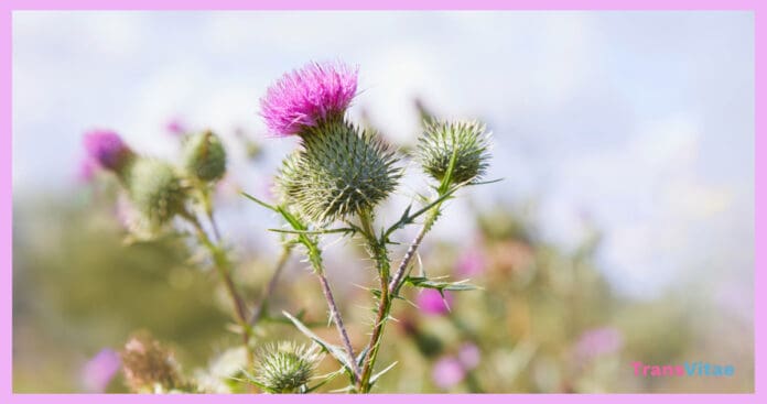 milk thistle